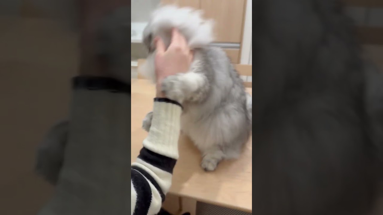 間違ったお手の練習をする猫 【サイベリアン】 #Shorts