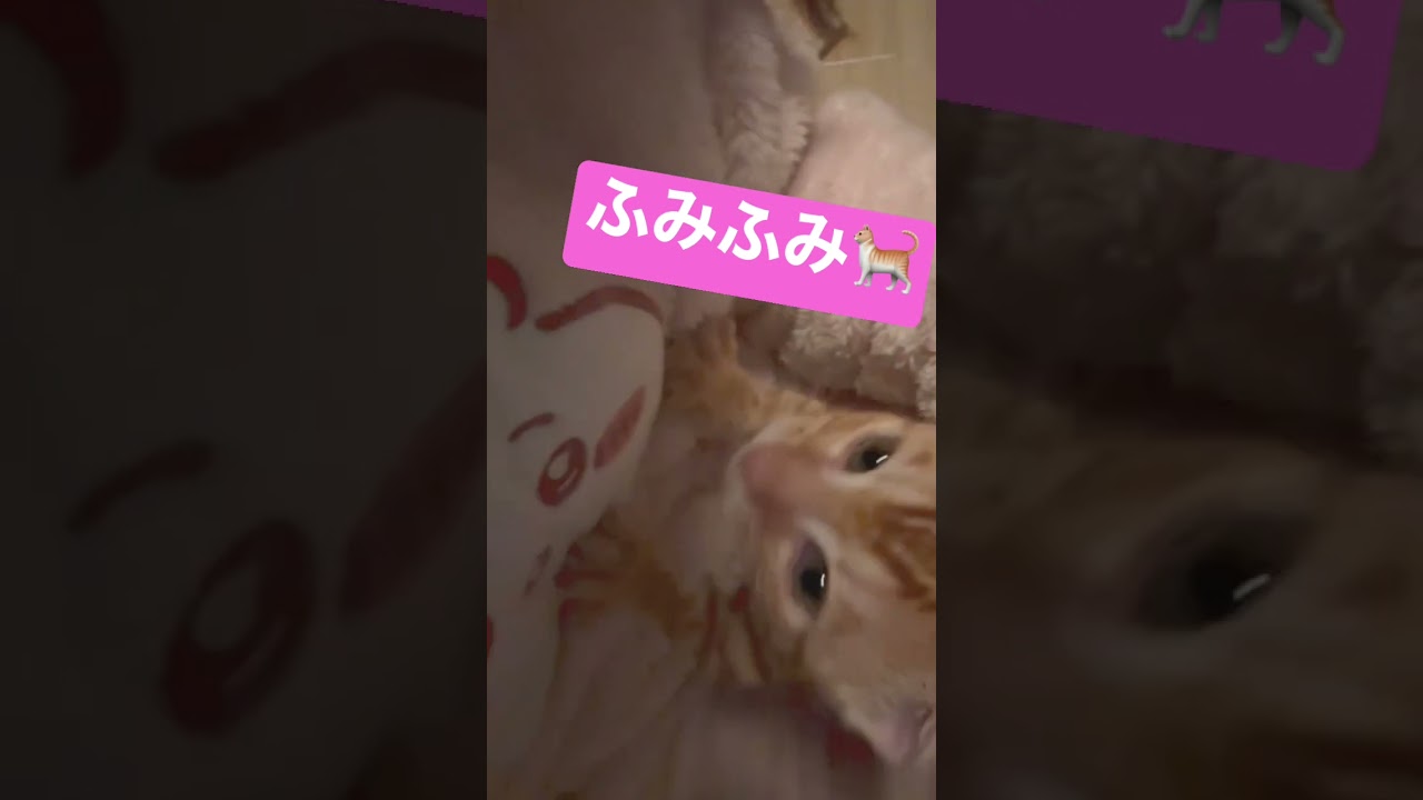 ちいかわのもこもこパジャマに甘えるコモドン🥺 #キンカロー #子猫 #猫 #猫のいる暮らし #cat #ちいかわ #ちいかわパジャマ　#ふみふみ