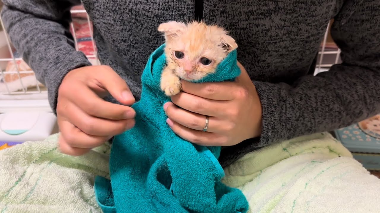 治療を頑張る子猫に変化がありました。 #16 【多頭飼育崩壊から保護されたスコティッシュの子猫達】