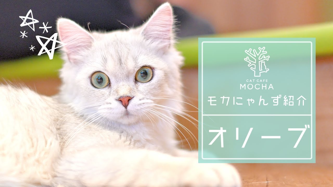 オリーブ（ラガマフィン♂）秋葉原店
