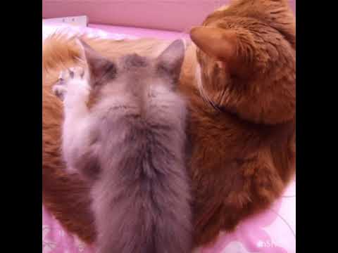 お姉にゃんをフミフミするソマリの子猫