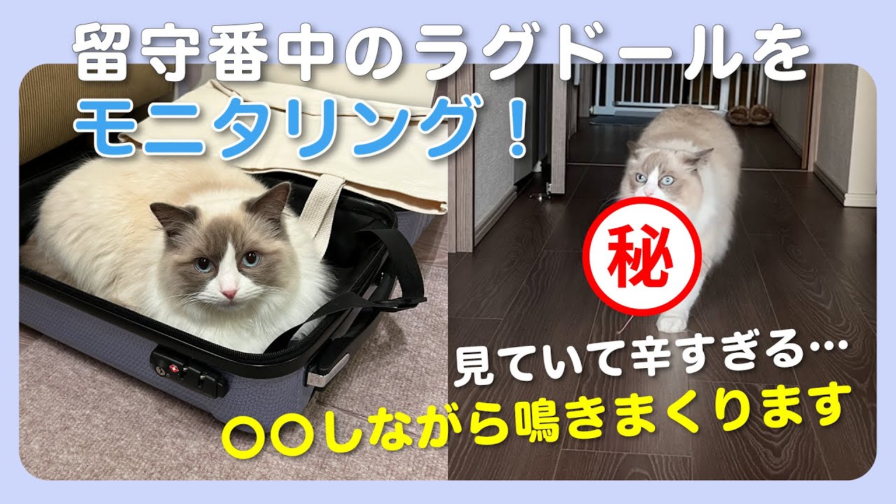 【ラグドールの鳴き声】留守番中の様子をモニタリングした結果｜猫の日常