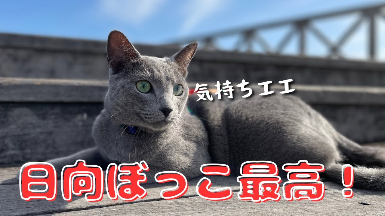 陽だまりの暖かさを楽しむかわいい猫【ロシアンブルー】散歩　日向ぼっこ