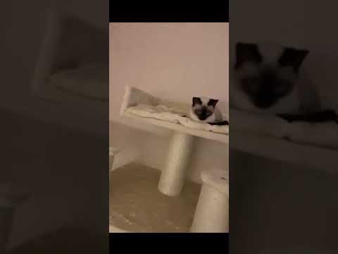 Two cute cats loving the RHRQuality Cat Paradise Beige to the MAX 😻