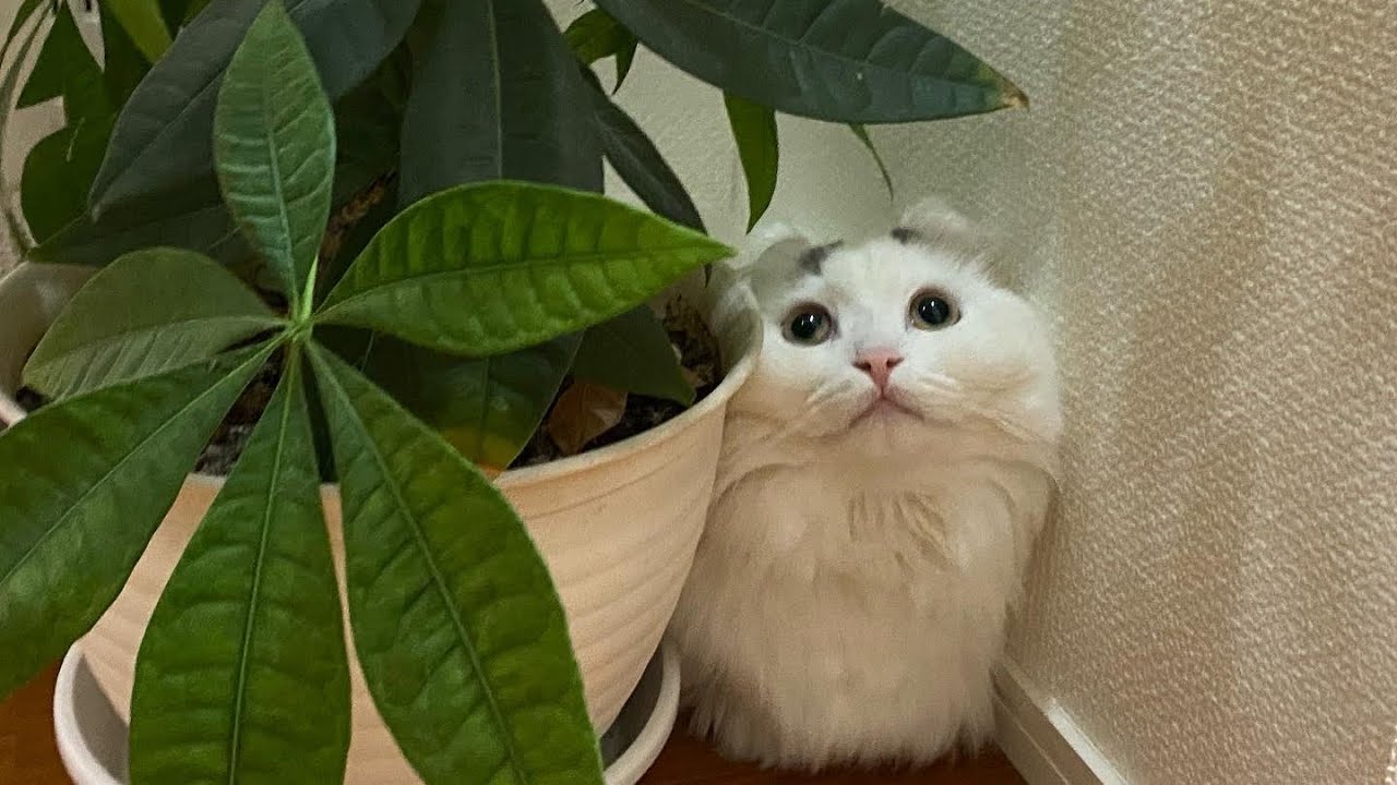 【覚悟】猫を飼うとこうなります…