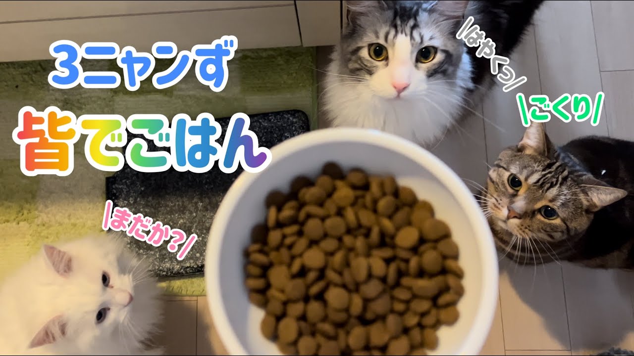 3ニャンず✨仲良く食べます🐱🐱🐱 #shorts #メインクーン #マンチカン
