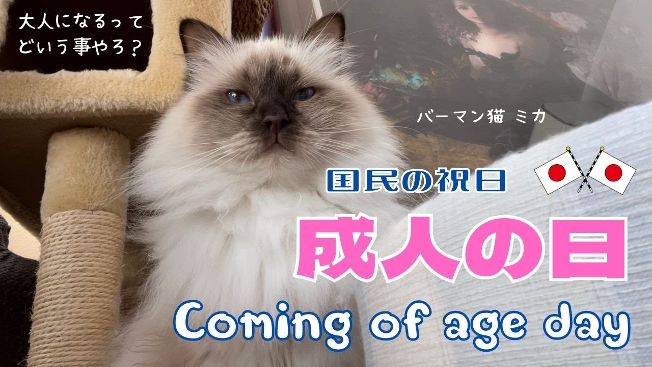 国民の祝日【成人の日】Coming of age day（バーマン猫）Birman/Cat