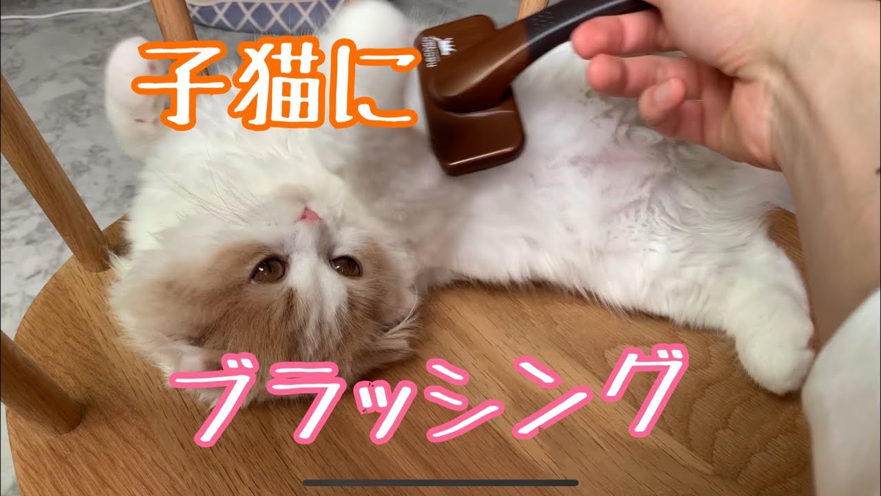ブラッシングDay【子猫】【スコティッシュフォールド】