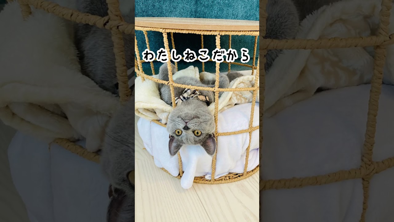【ブリティッシュショートヘア】わたし、ねこ#shorts