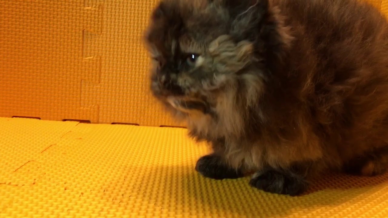 2017.12.28セルカークレックス トーティー