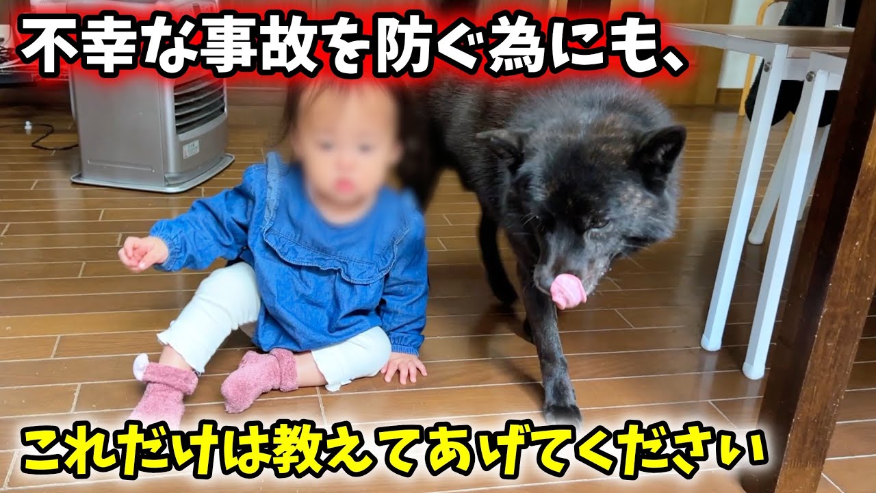 犬を飼うなら、これだけは徹底して教え込んだ方が良いです【娘と甲斐犬とキジトラ猫】