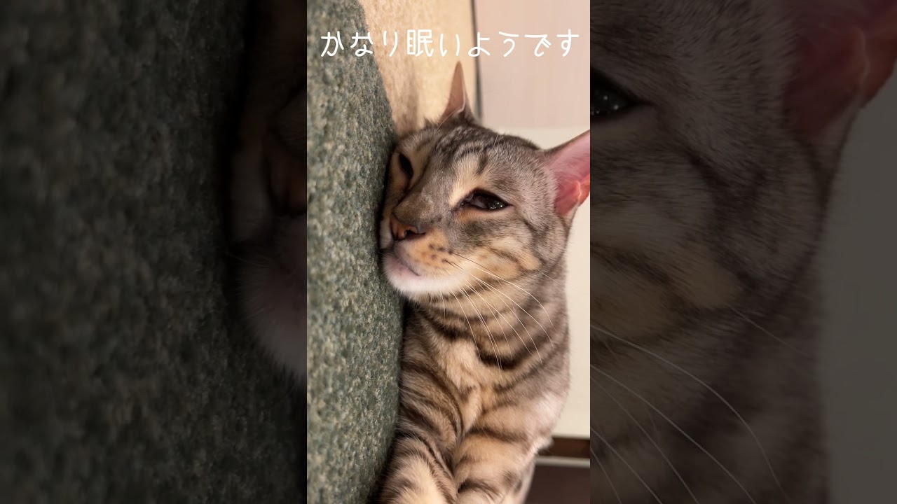 猫が寝落ちする瞬間がこちら #ベンガル #ルトロゼ #shorts