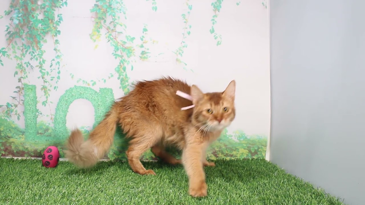 Coo&RIKU　No618704　ソマリ