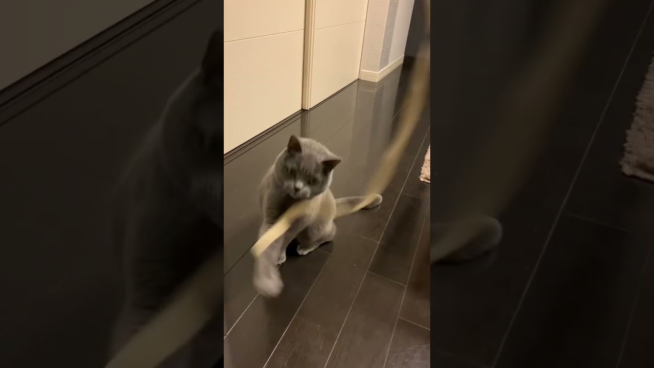 リボンの紐に大はしゃぎになるねこ【シャルトリュー/Chartreux cat】#shorts