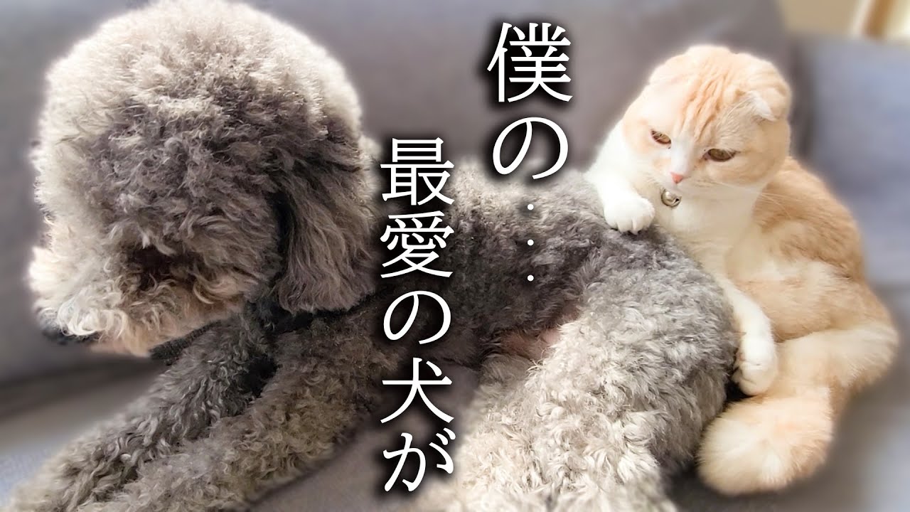 最愛の犬を預けたら寂しくニャーニャー泣いてこうなった子猫がこちら...