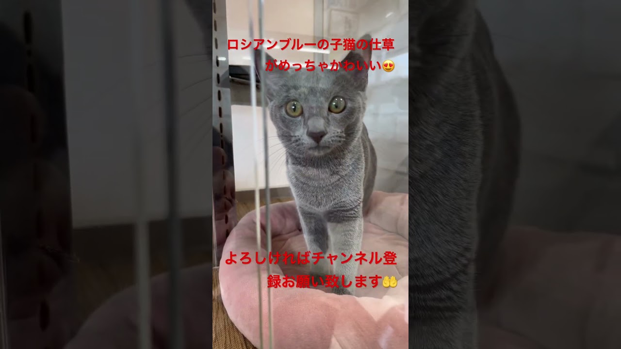 遊び盛りのロシアンブルー【子猫】kitten・ちゃんの仕草が可愛い過ぎる♪「♯Shorts」