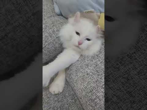 隙間に隠れているのは… #shorts #猫 #アメリカンカール