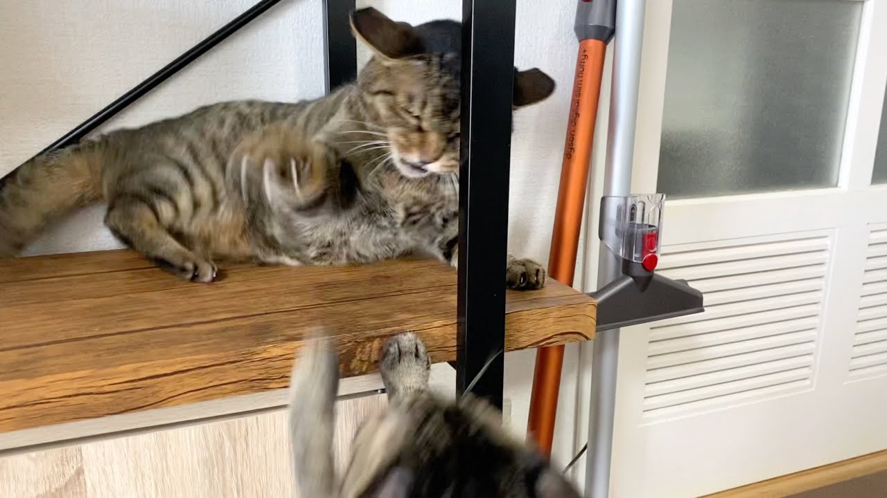 凶暴先住猫と新入り凶暴子猫がガチ喧嘩した結果...　まとめ