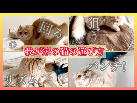 【アメリカンカール】我が家の猫きなこさんはこんな感じで遊ぶよ！！