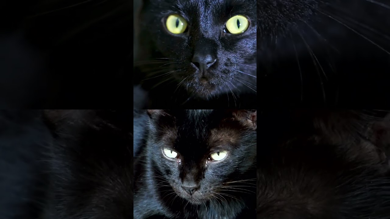 Black Cats