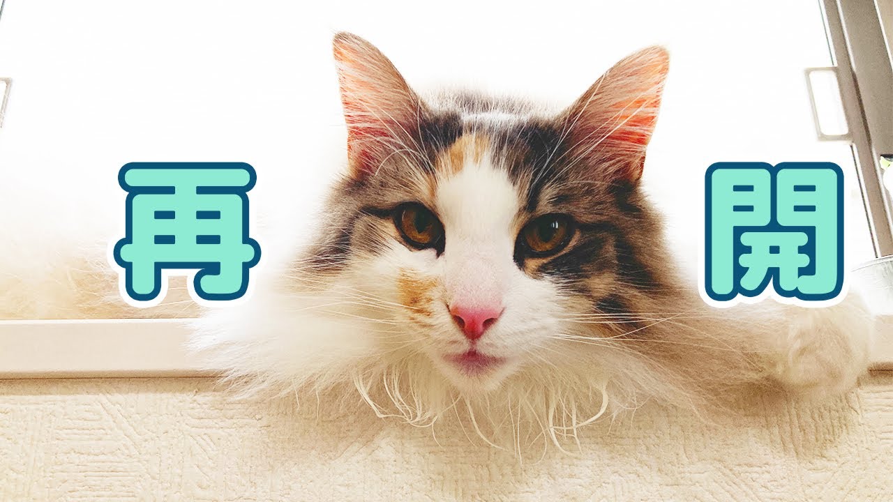 ノルウェージャンフォレストキャットのいる暮らしをまたお届けします