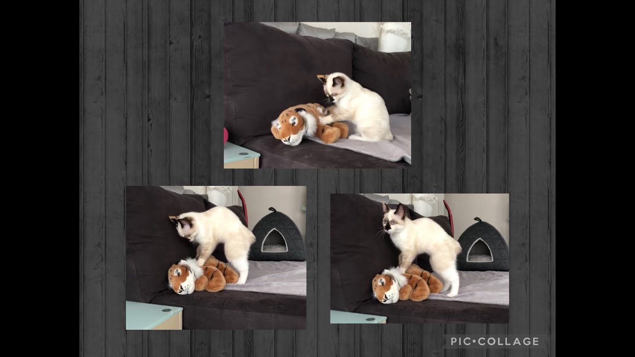 【必殺あんま猫: 子猫時代】 Puss, the Shiatsu Master