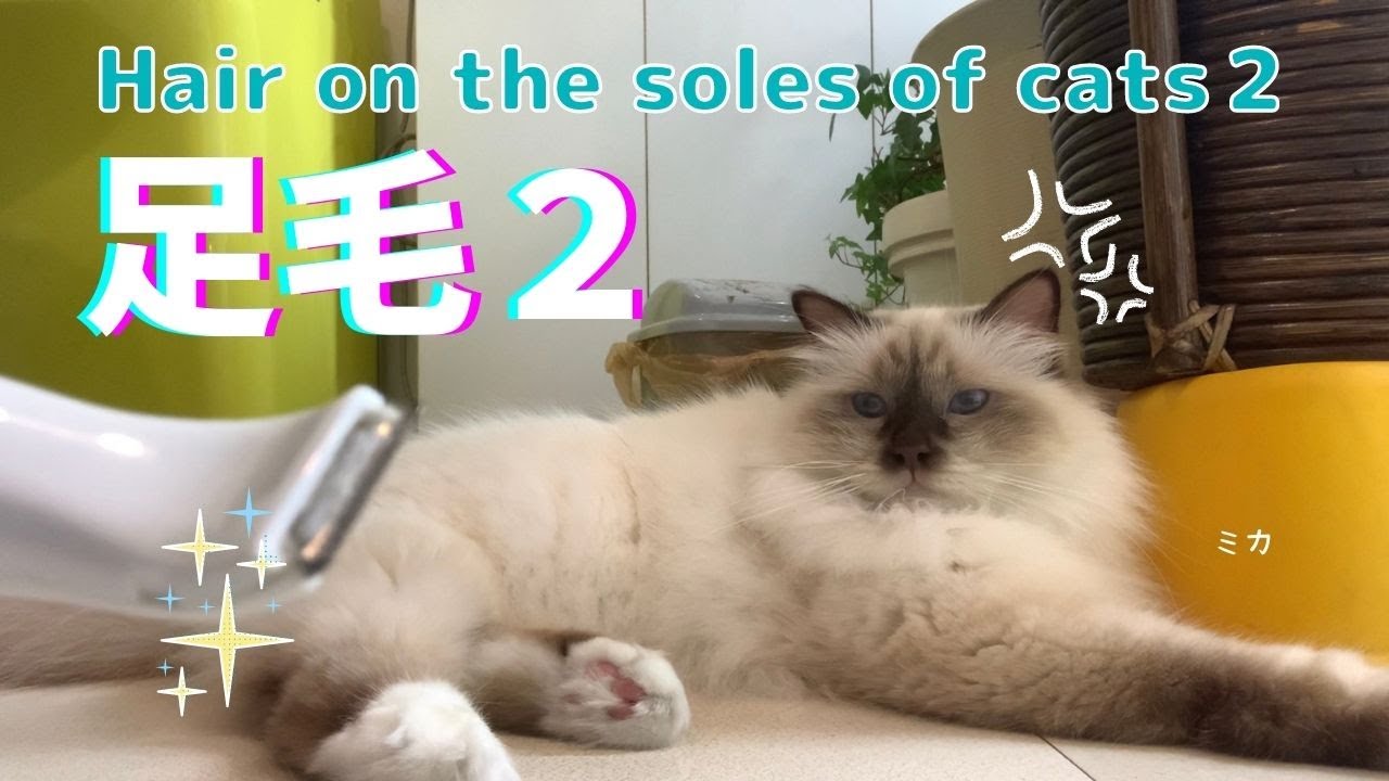 バーマン猫の足の裏の毛を剃りたい【足毛２】Hair on the soles of cats２（バーマン猫）Birman/Cat