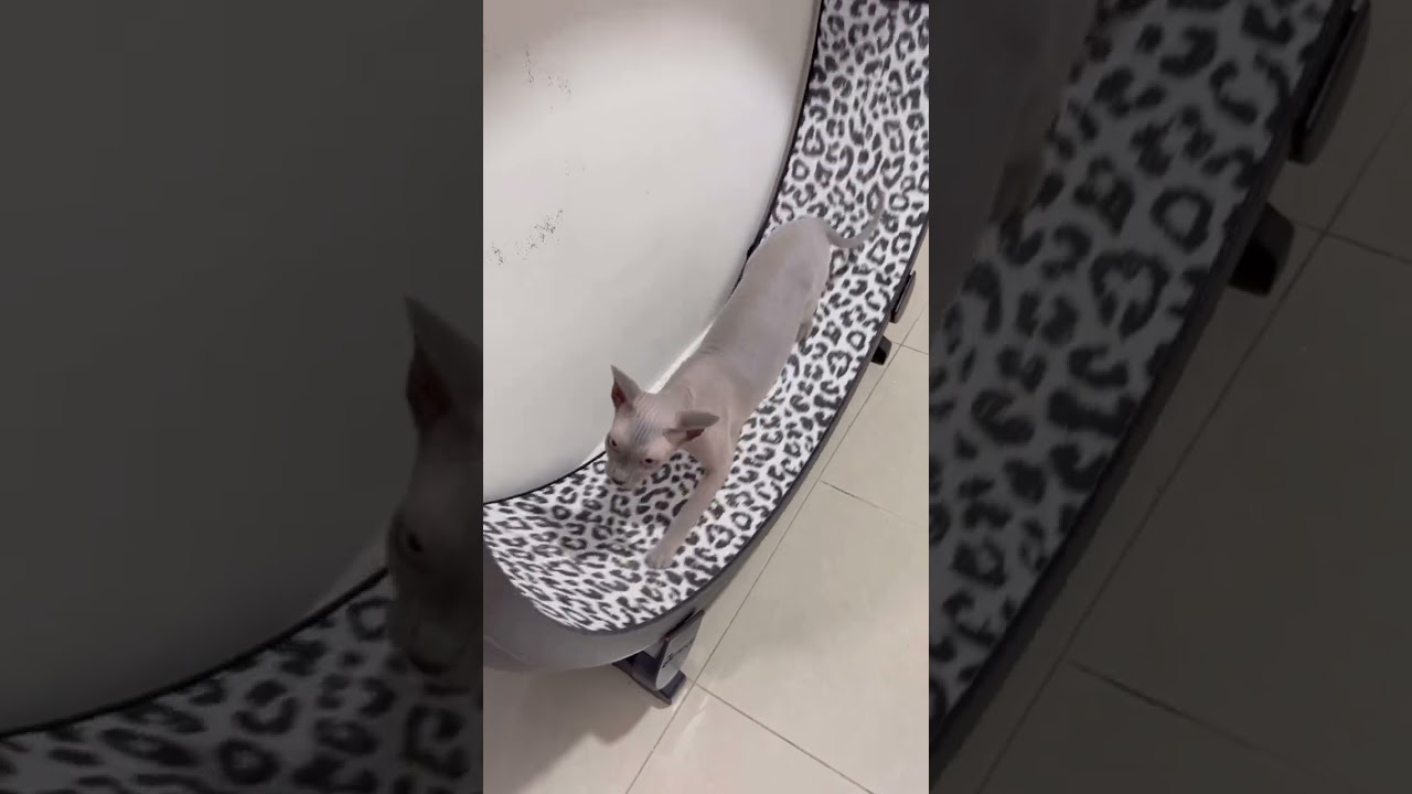 ランニングマシーンが得意な毛のない猫【スフィンクス猫】