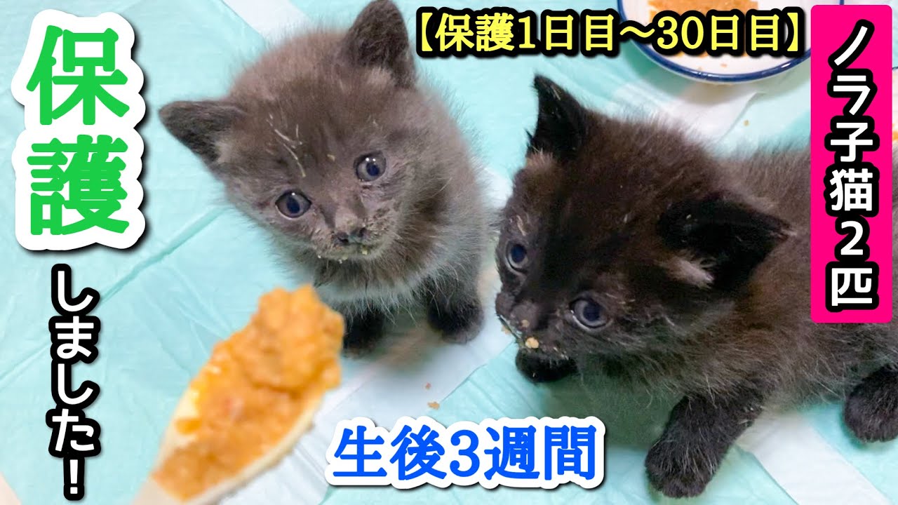 外でよちよち歩いてた子猫2匹を保護しました【保護1日目～30日目】【生後3週間】【猫拾いました】