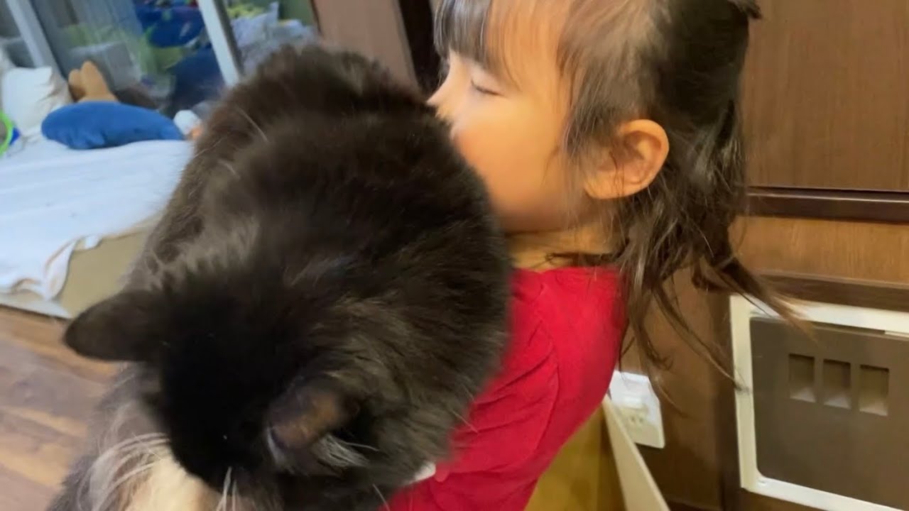 娘に抱っこしてもらう猫　ラガマフィンA cat to be hugged by my daughter. Ragamuffin.