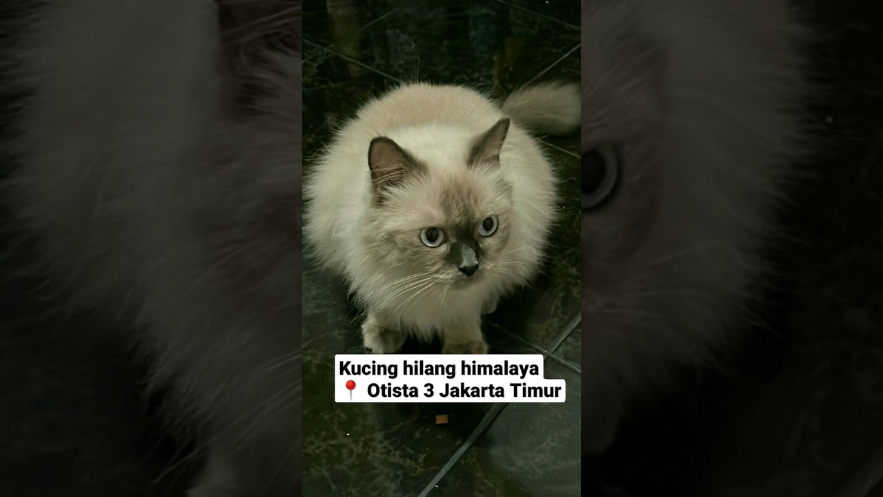 🐈 Dreamy kucing hilang #kucinghilang #shorts
