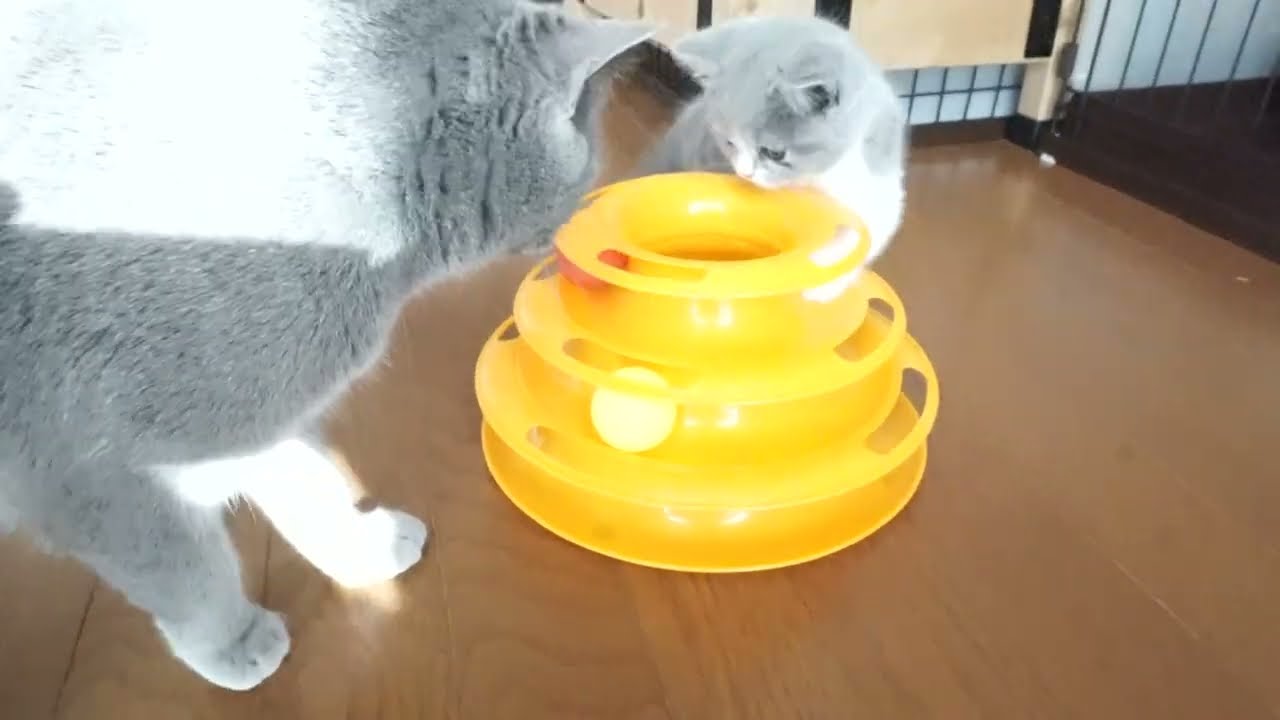 ブリティッシュショートヘアー子猫　British Shorthair　2022.12.20産まれ　ブルー&ホワイト　女の子　シーダキャット猫のお店