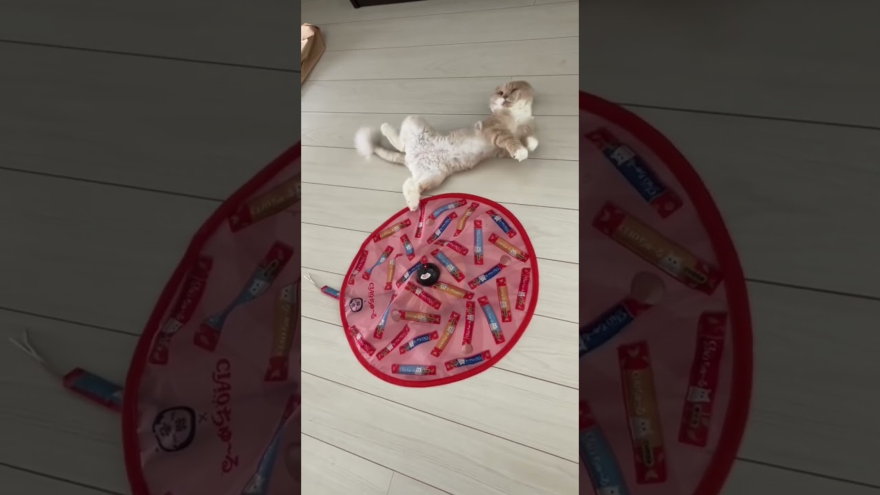 横着な遊び方(パート2) #猫 #猫動画 #スコティッシュフォールド #もふもふ #ねこのいる生活 #キャッチミーイフユーキャン2 #くせが強すぎる猫