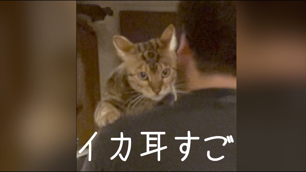 抱き方が違うと鳴き声が変わる猫　＃shorts