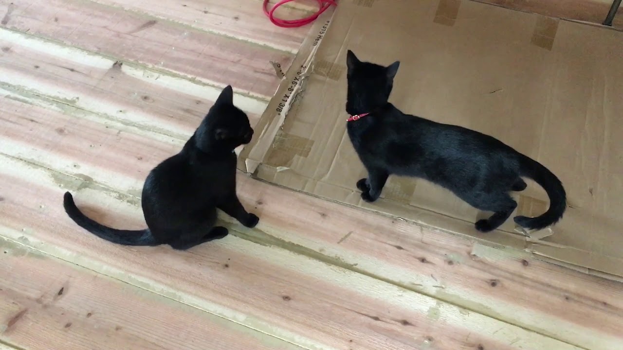 4匹黒猫ボンベイ家族 ☆またまたかわいい2ショット！姉妹猫 ＆ ダンボールが気に入ったおもしろい母猫
