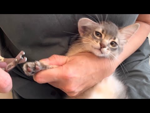 朝から本当嫌！僕ちゃん…勘弁してよ❣️【ソマリ】