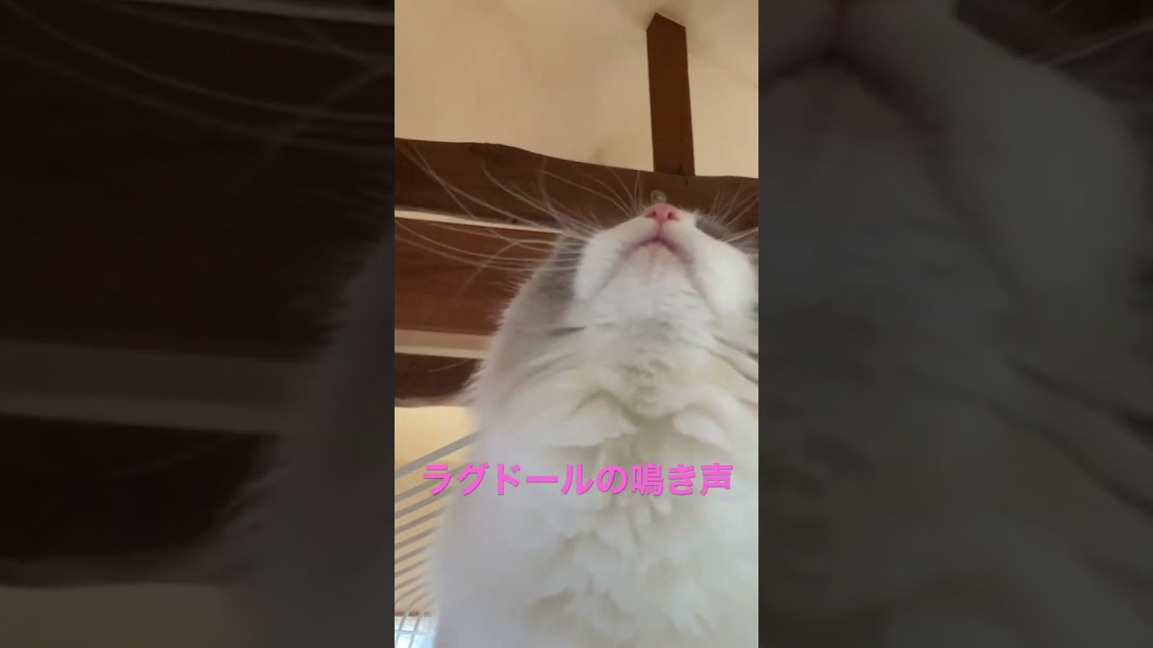めっちゃかわいい鳴き声💕にゃん ラグドール 猫カフェ気分 猫かわいい動画 猫癒し動画 もふもふ ちびラグドール 何か見えてる？ @minamin.ch.2022