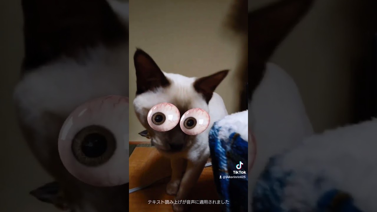 ココちんもエフェクト遊び #猫 #tiktok #cat #トンキニーズ #shorts