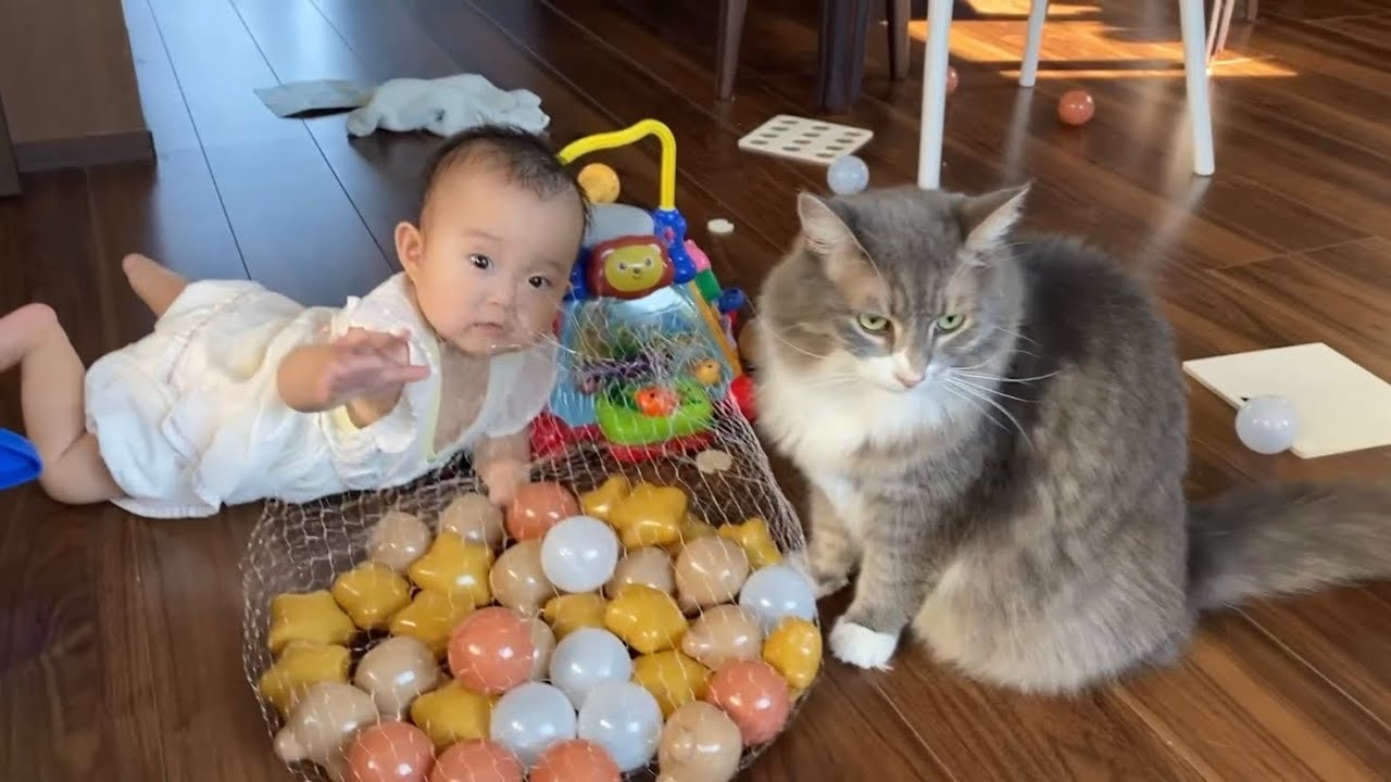 家族の中心で過ごす猫　ノルウェージャンフォレストキャットA cat who spends time in the center of the family. Norwegian Forest Cat.