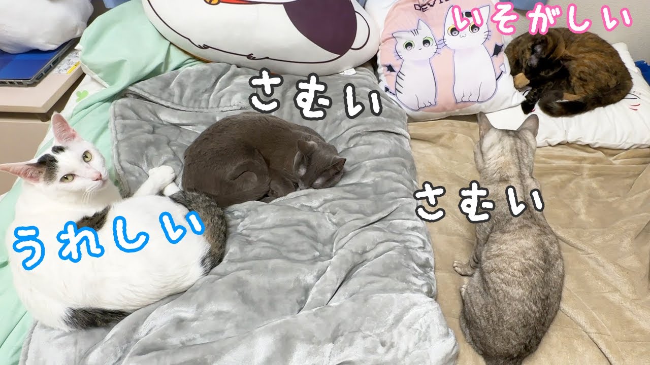 久々の寒い日に集合する猫たち