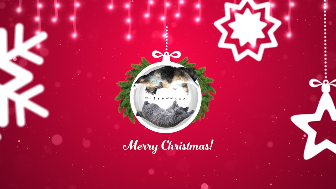 ぶっちゃんぺぺちゃんのメリークリスマス！｜セルカークレックス｜ブリティッシュショートヘア