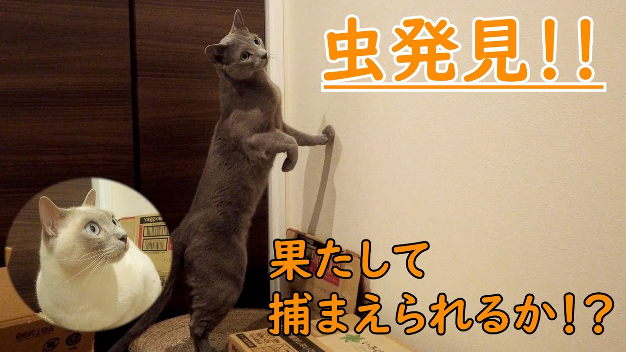 【虫発見】【ロシアンブルー×トンキニーズ】野生本能がすごい　（＃99）