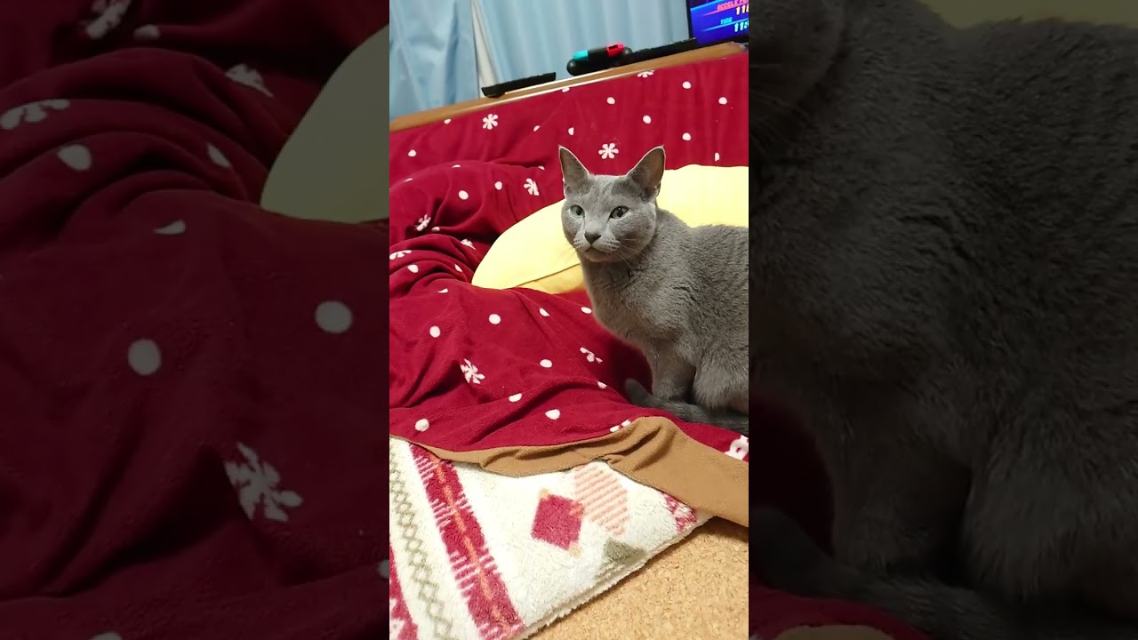 【猫動画】嫁を惑わすロシアンブルー【russianbule】#shorts　The Russian Blue that deceives the bride