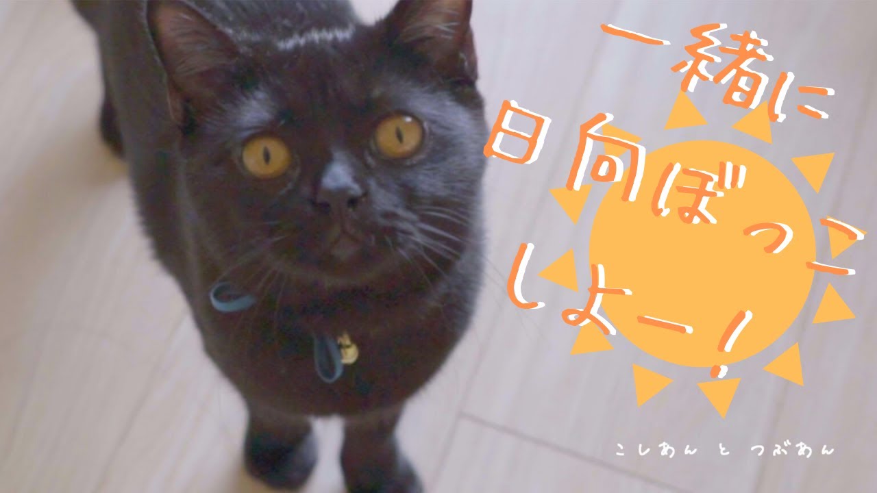 兄妹猫の日向ぼっこが癒される【足長マンチカン】【ボンベイ】