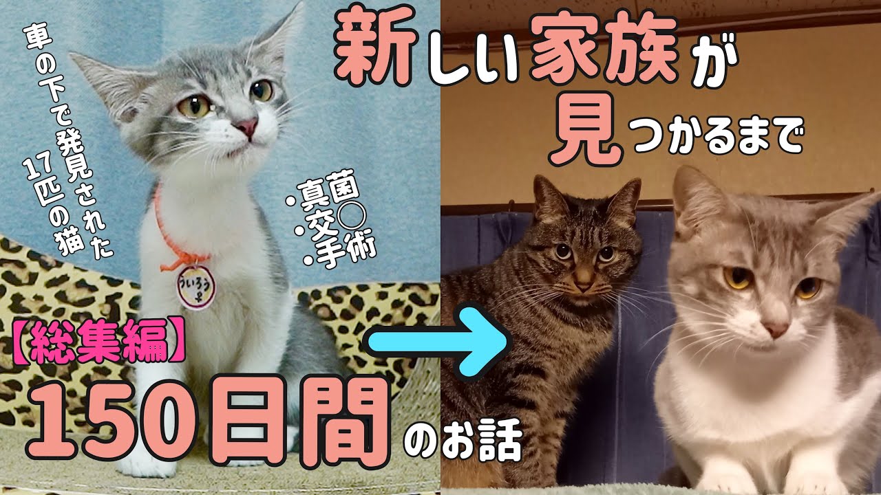 【感動】子猫の新しい家族が見つかるまで