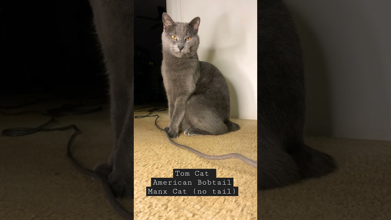 American bobtail, Manx cat -no tail