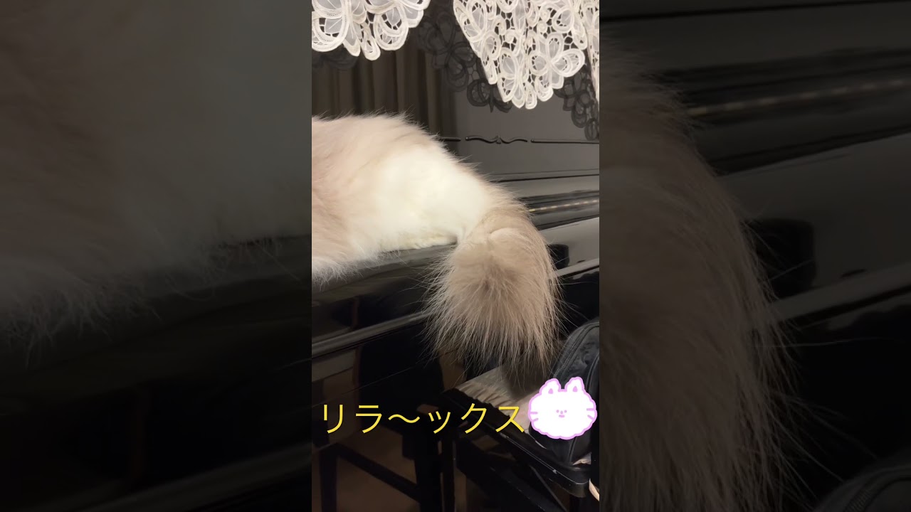 Bestポジションで！ #ラグドール #猫 #まったりと