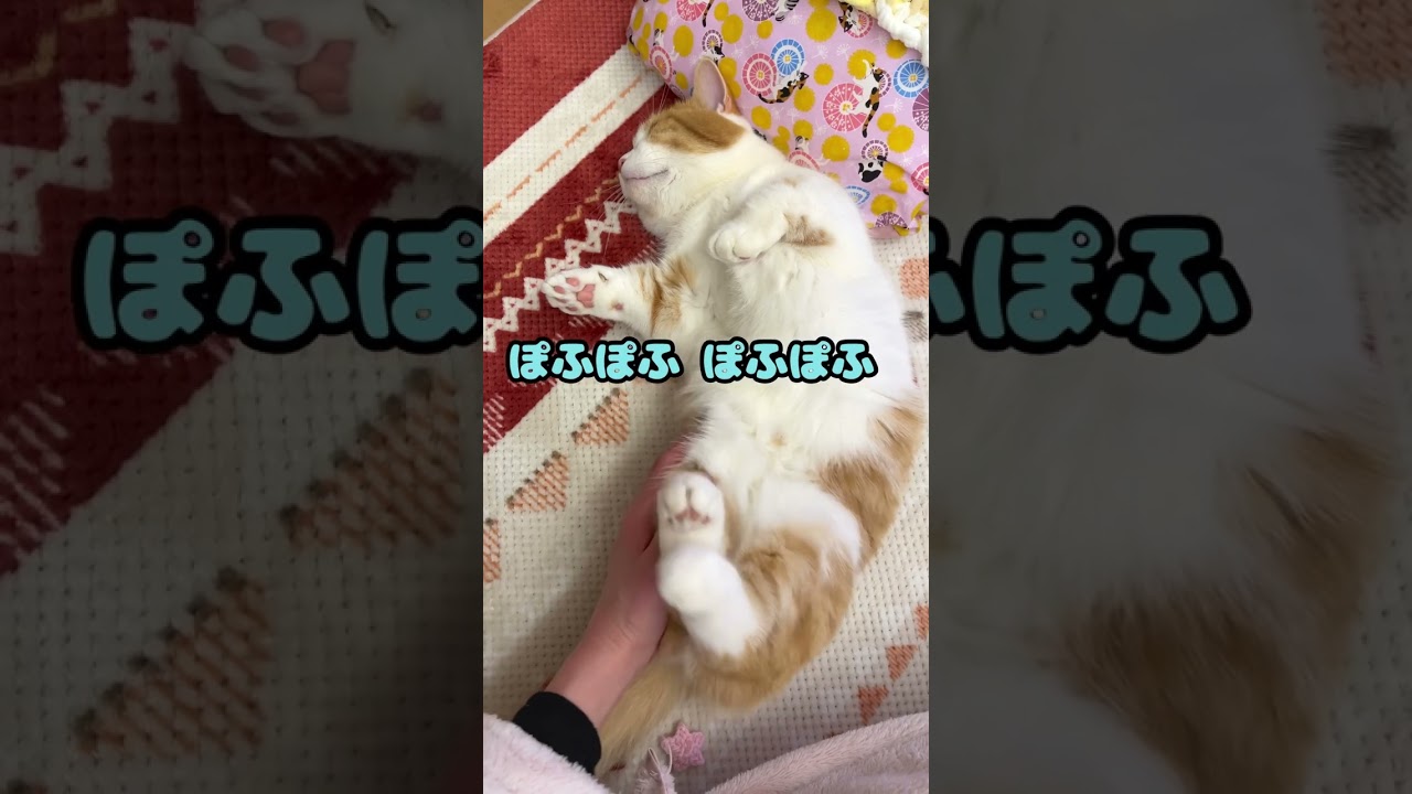 ねこをぽふぽふしてみたら【短足マンチカン】#646