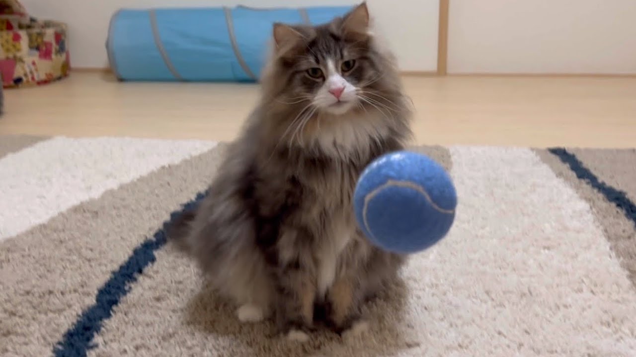 【可愛い】テニスボールで遊ぶ？？？ノルウェージャンフォレストキャット❤︎