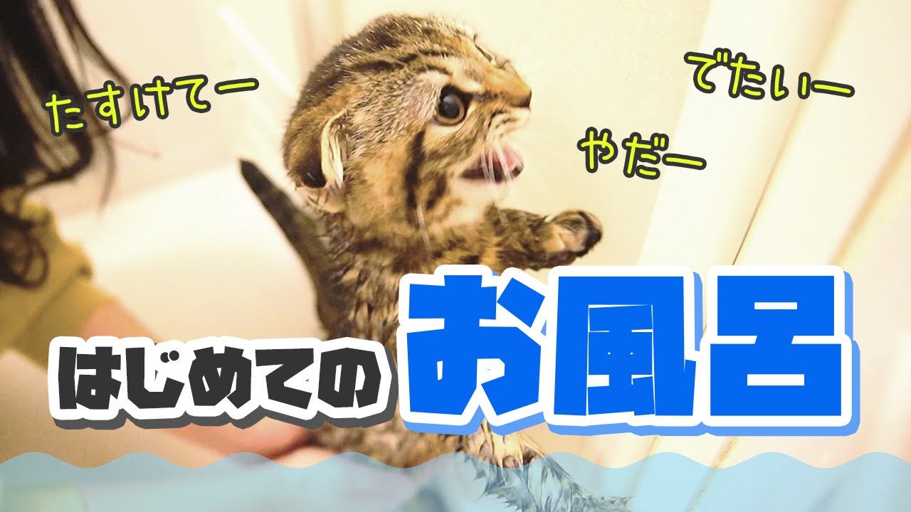 初めてのお風呂が怖くて鳴き叫んじゃいました【子猫／スコティッシュフォールド】